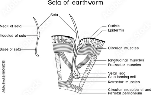 Structure diagram of seta of earthworm for biology lessons