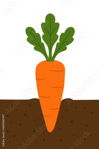 Fresh carrot growing in soil with green leaves, flat vector farming illustration
