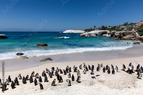 View of penguins waddling on the sandy beach where the turquoise ocean meets the shore under a clear blue sky, Cape Town, South Africa.