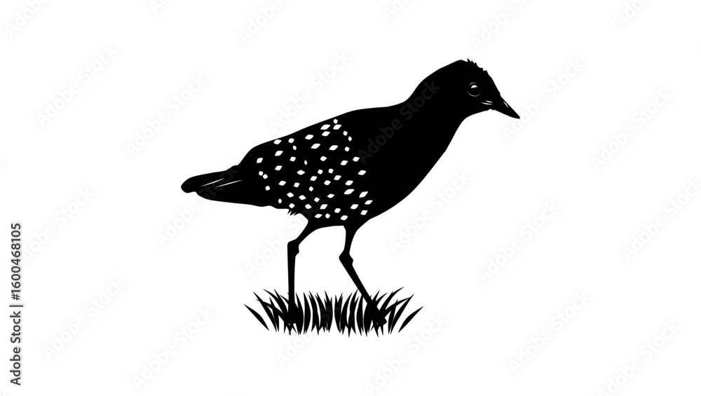 Fototapeta premium White-spotted Flufftail bird, black isolated silhouette
