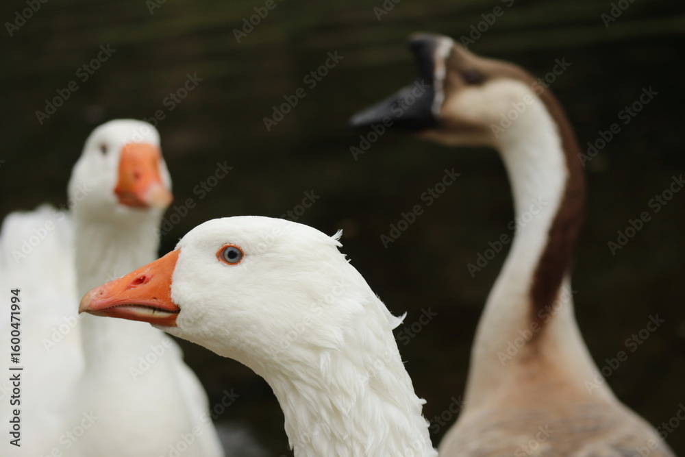 Close-Up of White Domestic Geese with Orange Beaks and Blurred Brown Goose in Background – Portrait Shot of Farm Birds in Natural Light Close-Up of White Domestic Geese with Orange Beaks and Blurred Brown Goose in Background – Portrait Shot of Farm Birds in Natural Light