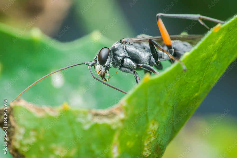 Fototapeta premium Spider wasp eating prey on green leaf in tropical forest