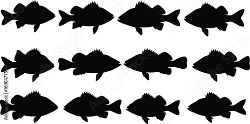 Silhouette fish collection, freshwater species vector, aquatic animal clipart, black fish icon set, fishing and marine design graphic