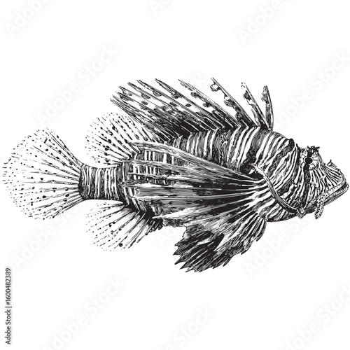 Detailed representation of a lionfish in black and white drawing