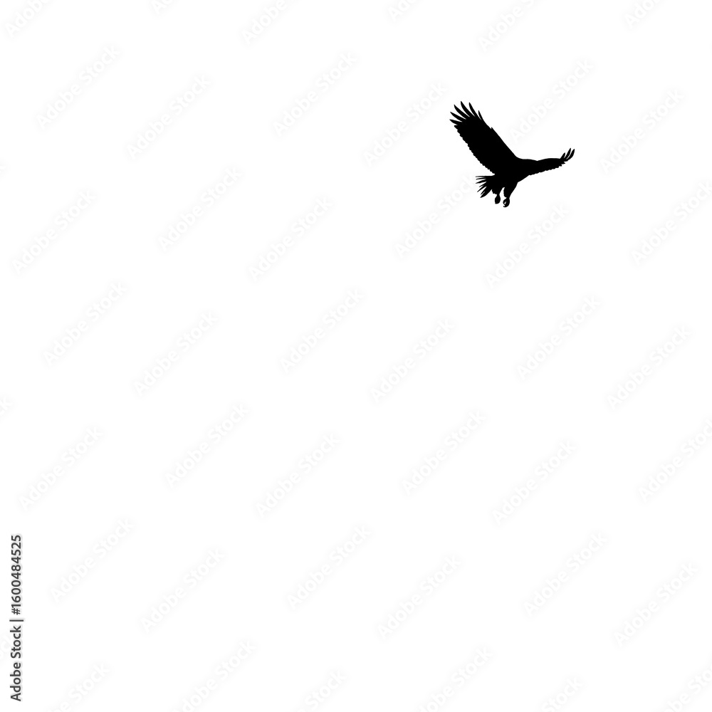 Obraz premium Majestic Eagle Soaring White Background
