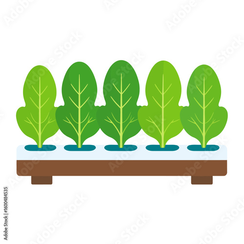 Flat illustration of leafy green vegetables growing in a modern hydroponic system trough.