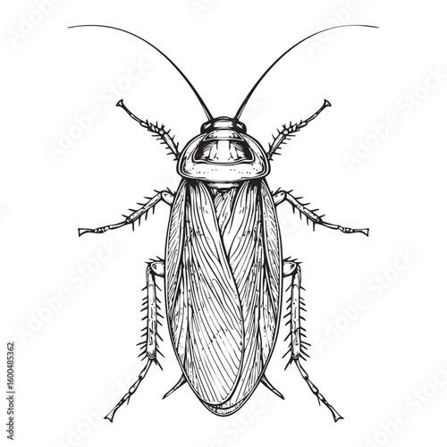 Detailed illustration of a cockroach anatomy for educational purposes