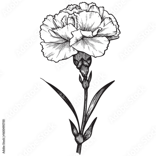 Elegant floral design featuring a detailed carnation flower