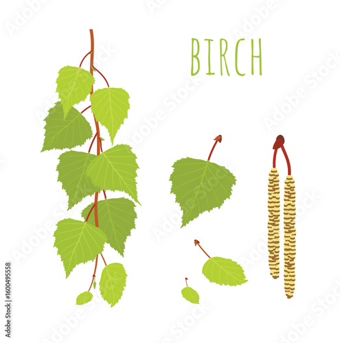 Birch set, collection. Birch branches, fresh green leaves, birch catkins. Vector illustration isolated on white background, for nature design and botanical projects.