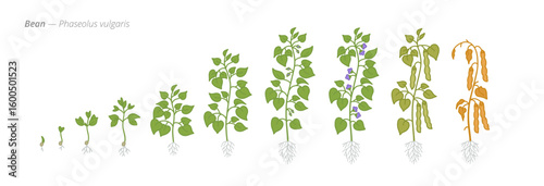 Growth stages of bean plants from seed to harvest