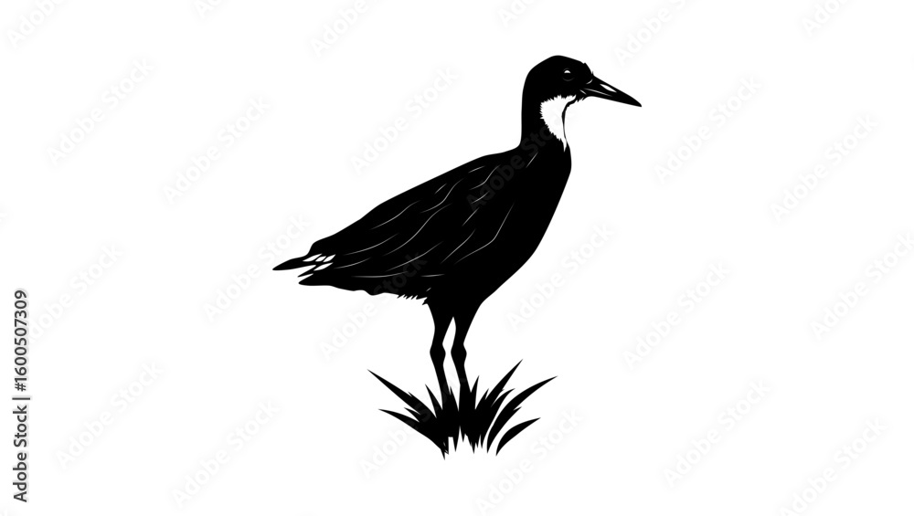 Obraz premium White-throated Rail bird, black isolated silhouette