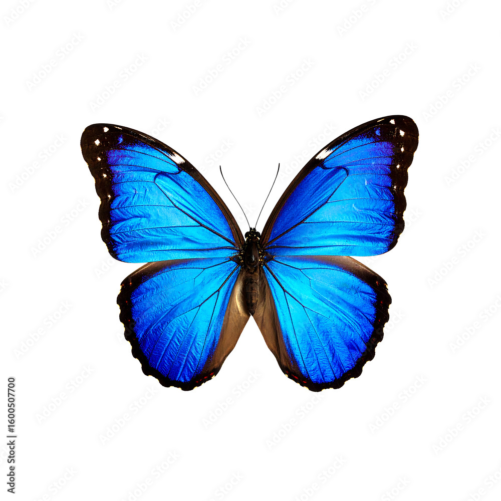 Fototapeta premium Beautiful blue morpho butterfly with intricate wings on transparent background