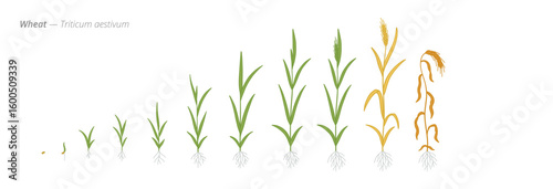 Growth stages of wheat from seeds to harvest time