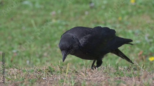Juvenile Jackdaw (Corvus Monedula) looking for food on a lawn. July, Kent, UK [Half speed]