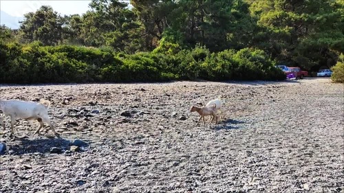 White little goats walk on the sand against the background of a green forest