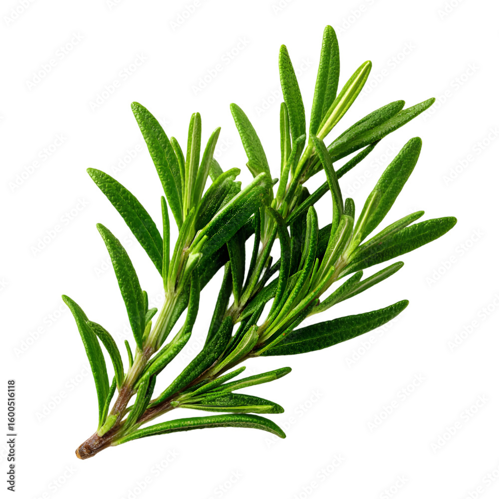 Fototapeta premium Fresh green rosemary sprig with detailed leaves isolated on transparent background