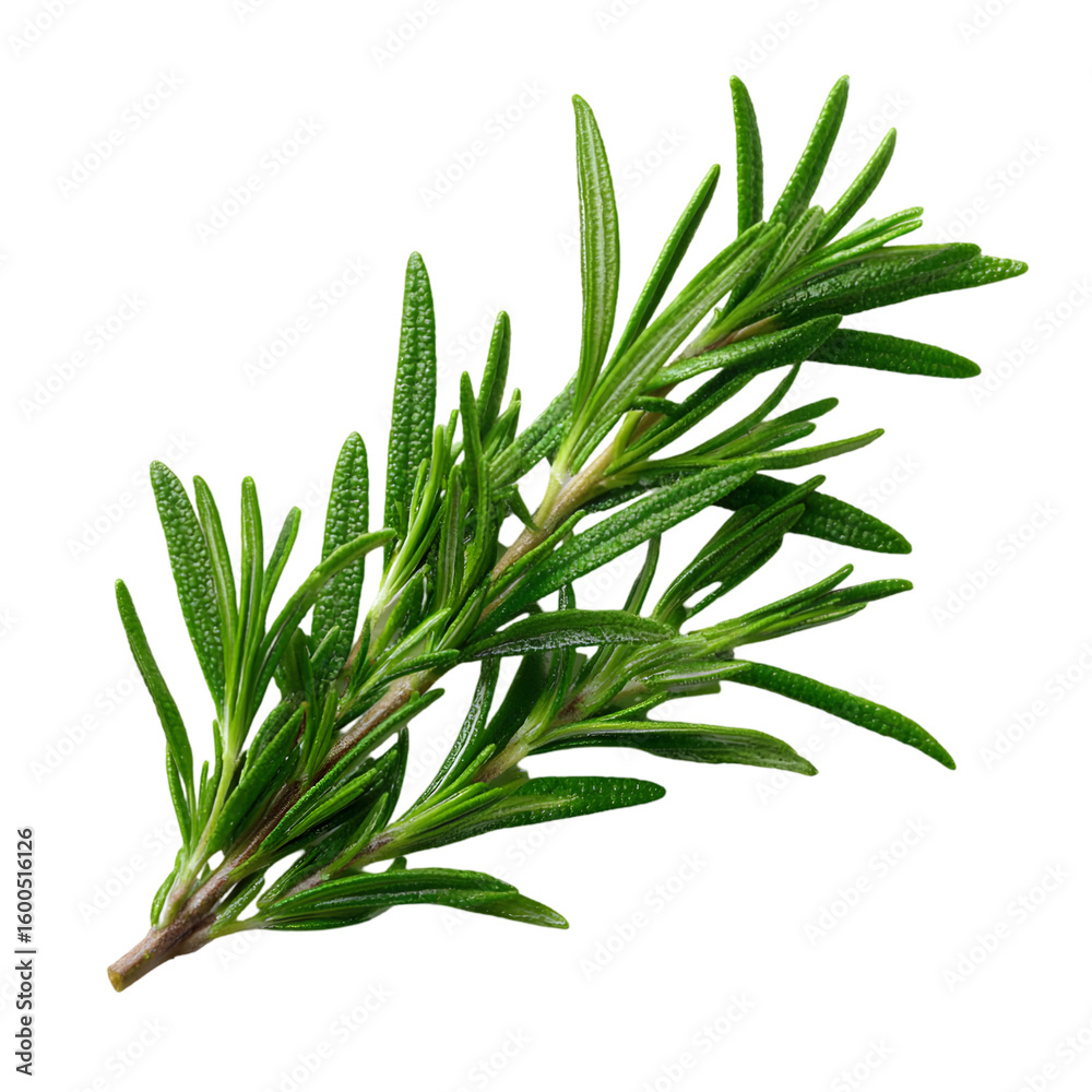 Fototapeta premium Fresh green rosemary herb sprig with needle like leaves isolated on transparent background