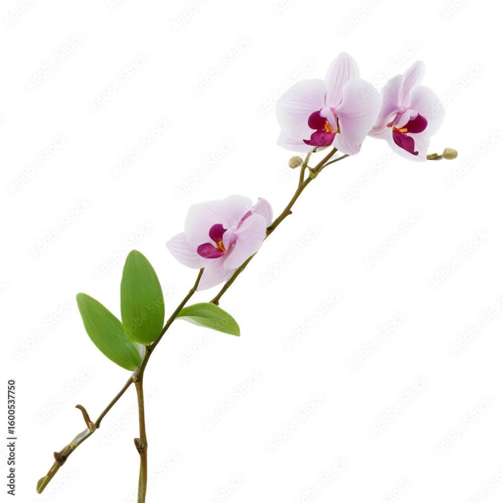 Fototapeta premium pink orchid isolated on white background