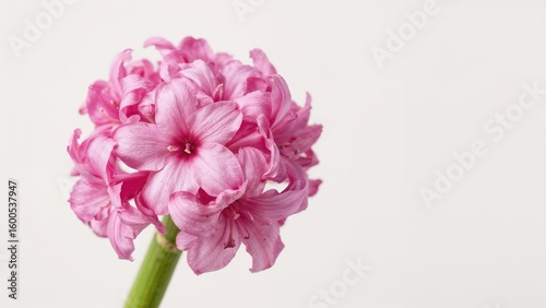 Blossoming pink hyacinth