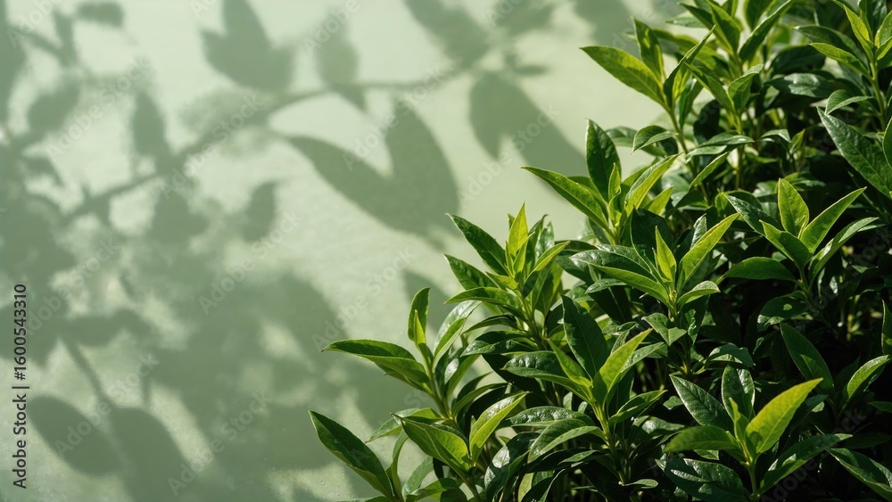 Fototapeta premium Recently collected fresh green tea leaves from the garden