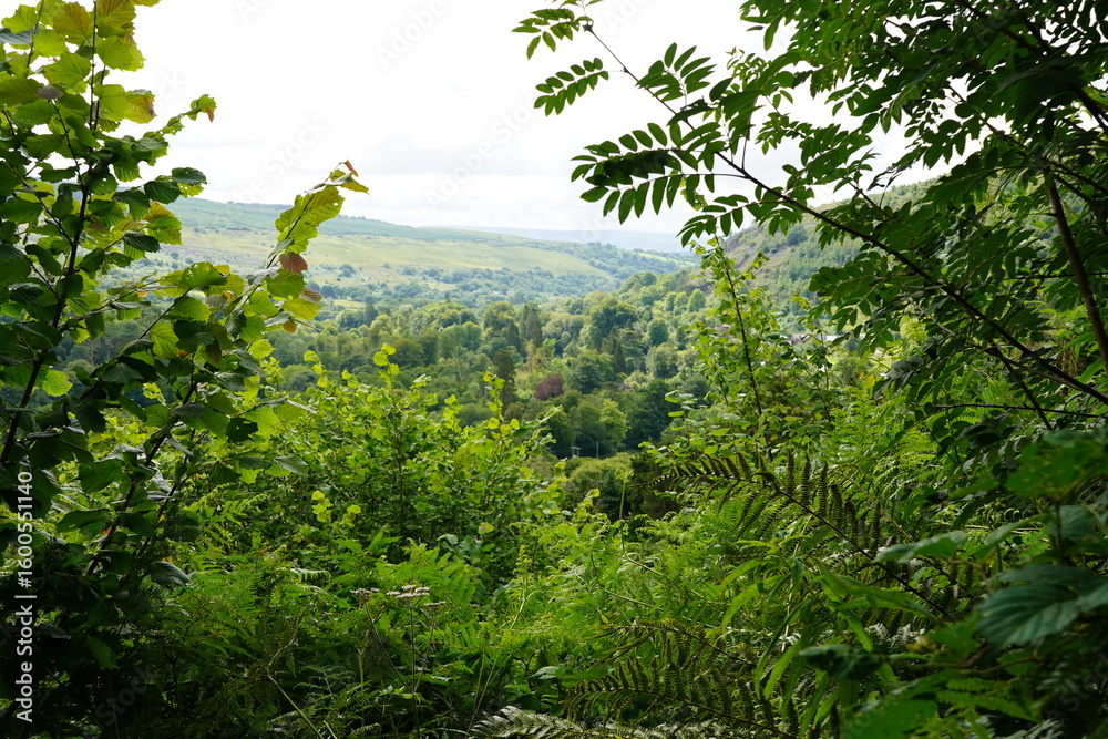 Obraz premium Lush Green Forest and Distant Hills Framed by Foliage