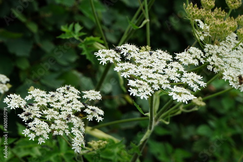 White Wildflowers with Insects on Umbel-Shaped Blooms in Summer