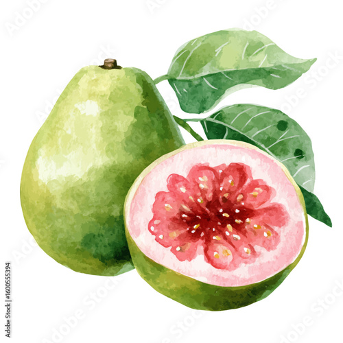 My Watercolor illustration hand-painted Guava sliced and whole with leaf painting isolated on a white background, illustration, AI painting design, vector set, eps format, My illustration design
