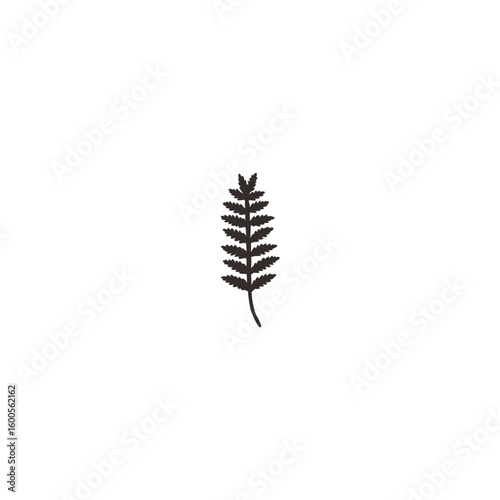 botanical plants, herbs, and wildflowers