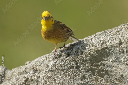 Yellowhammer (Emberiza Citrinella) perched on rock, clear background 