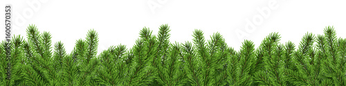 Christmas tree border, fir branch banner, pine background