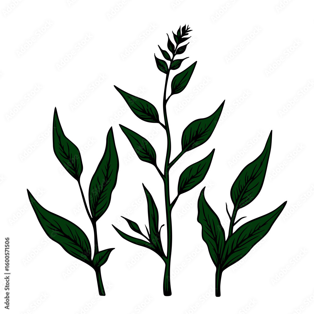 Fototapeta premium vector icon on the theme of tea, botanical herbs icon for tea on transparent background 