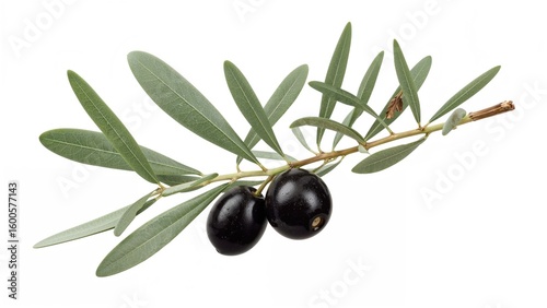 Branch of olive tree bearing dark olives