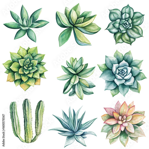 My Watercolor hand-painted collection with succulent plants, cacti, and cactus painting illustration isolated on a white background, vector illustration, AI painting design, EPS format design