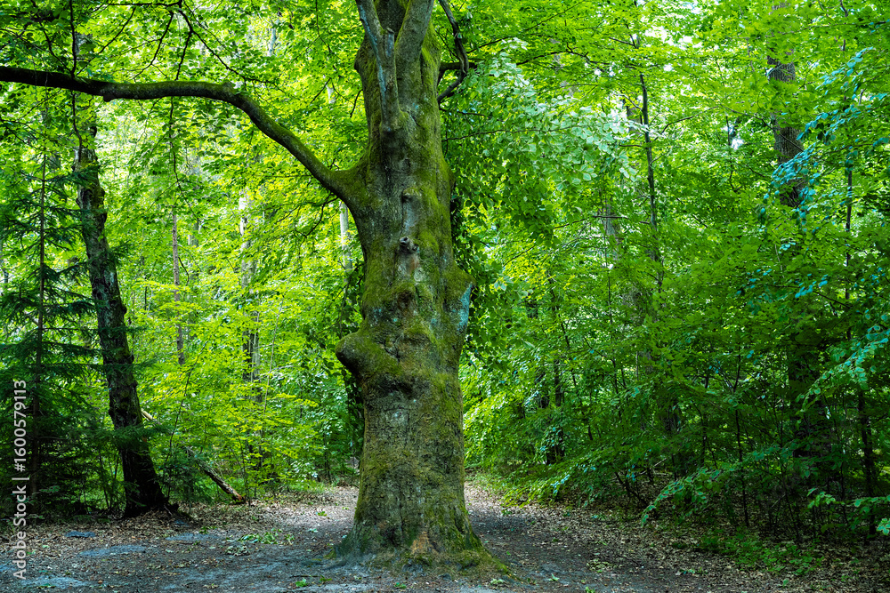 Fototapeta premium Buche im Wald bei Soltau