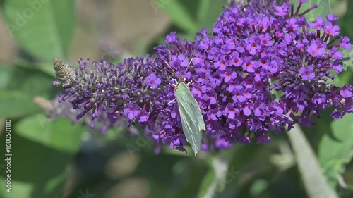 Brimstone butterfly (Gonepteryx rhamni) female feeding on Buddleia before flying away. July, Kent, UK [Slow motion x 5]