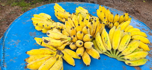 Ripe Nam Wa banana with yellow peel is placed on a blue table. Kluai Nam Wa is a fruit that is rich in nutritional value and has medicinal properties. Many ripe bananas can be processed in many dishes