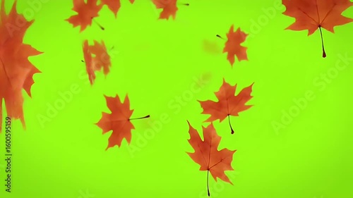 A beautiful cascade of vibrant red and orange autumn maple leaves gracefully falling against a chroma key green screen background, perfect for seasonal compositing and design.