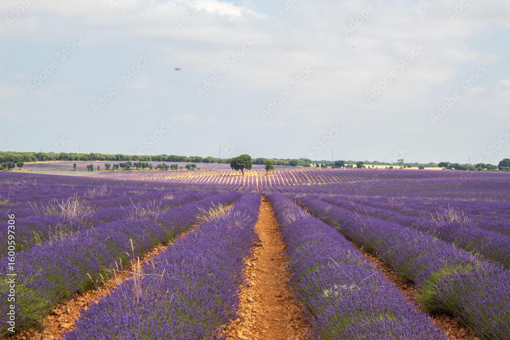 Obraz premium Campos de lavanda en Brihuega, España