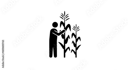 Corn adjusting