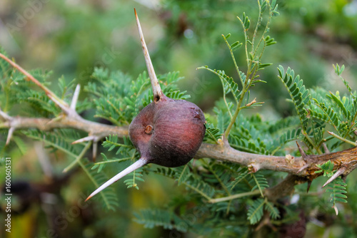 Fotografía Thorny acacia branch with brown swollen gall and sharp white spines in daylight, tropical savanna plant, African flora natural texture, outdoor close-up and native vegetation detail