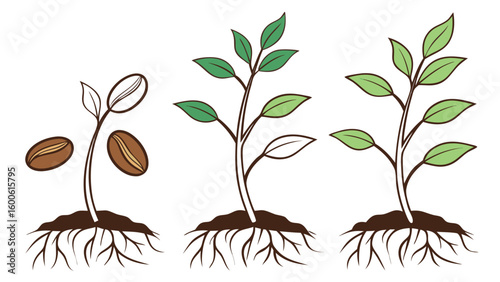 Coffee plant growth stages from seed to seedling