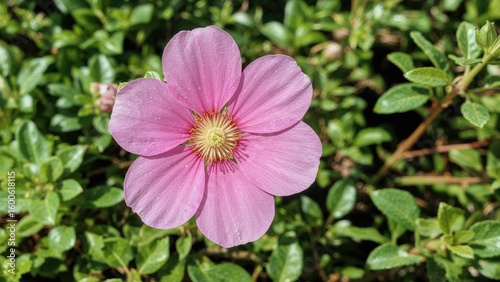 Roadside adorned with vibrant pink flowers