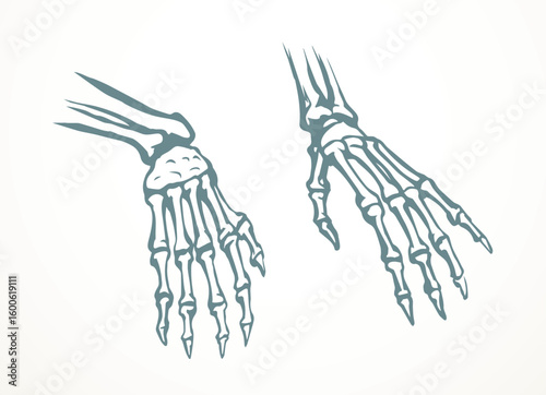 Vector drawing. Bones of the hand