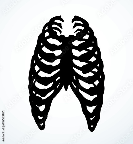 Vector drawing. Thorax and ribs