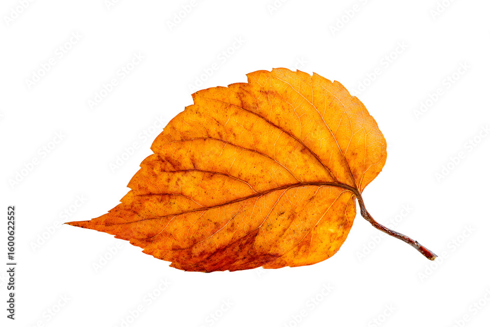 Fototapeta premium Fallen Autumn Leaf Against a Plain White Surface