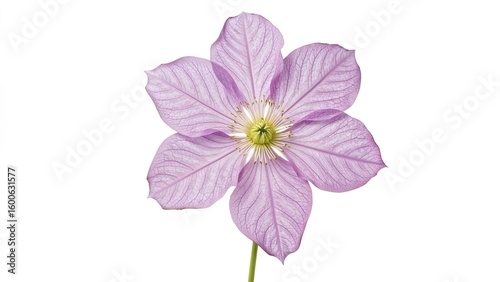 Lone purple clematis petal arrangement on white