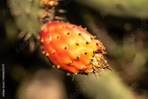 Close-up of cactus fruit