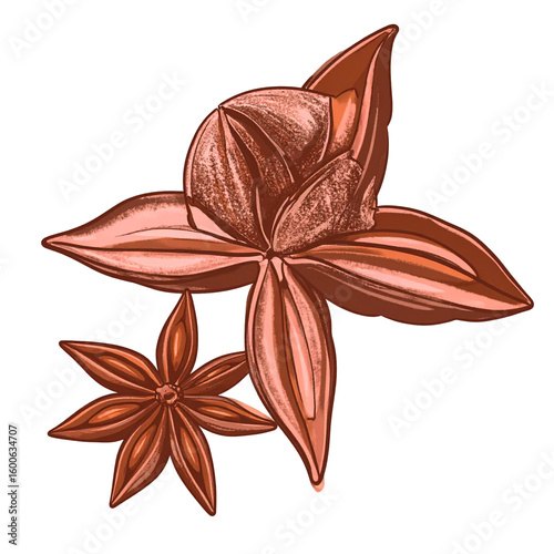 Spice illustration design element decorative star anise and aromatic spice herbs