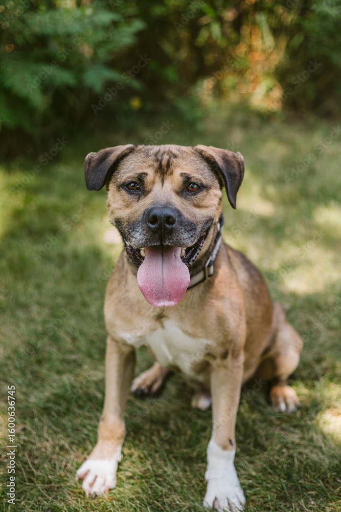 Obraz premium Brown pitbull dog happy in the park