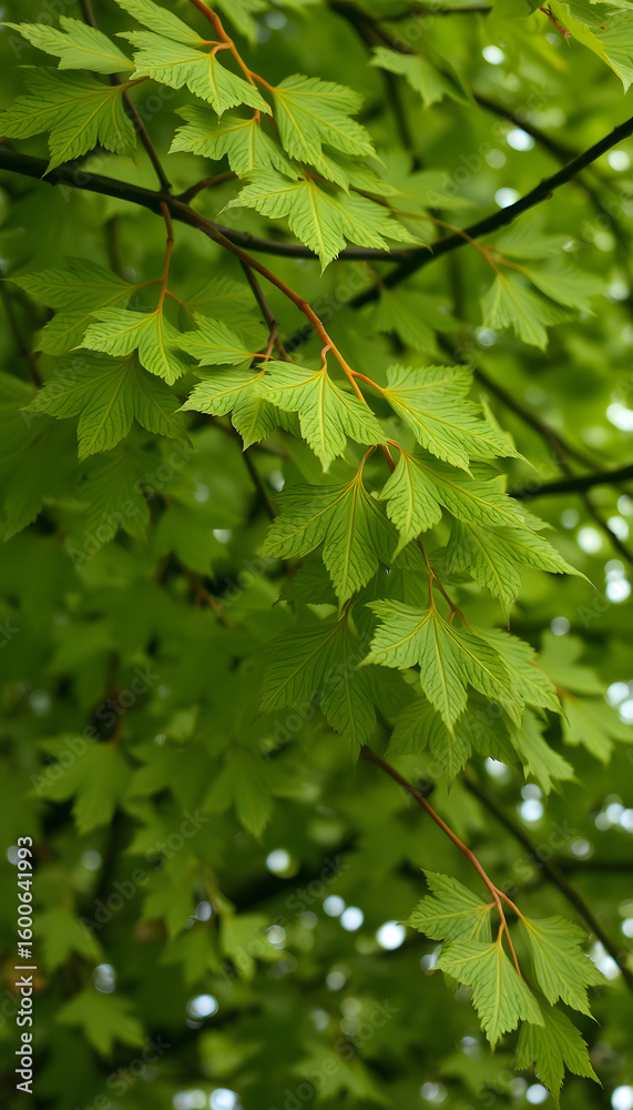 Background of ginkgo tree leaves, grunge. White tone Background of ginkgo tree leaves, grunge. White tone